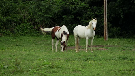 dos caballos en un pasto 4k día exterior