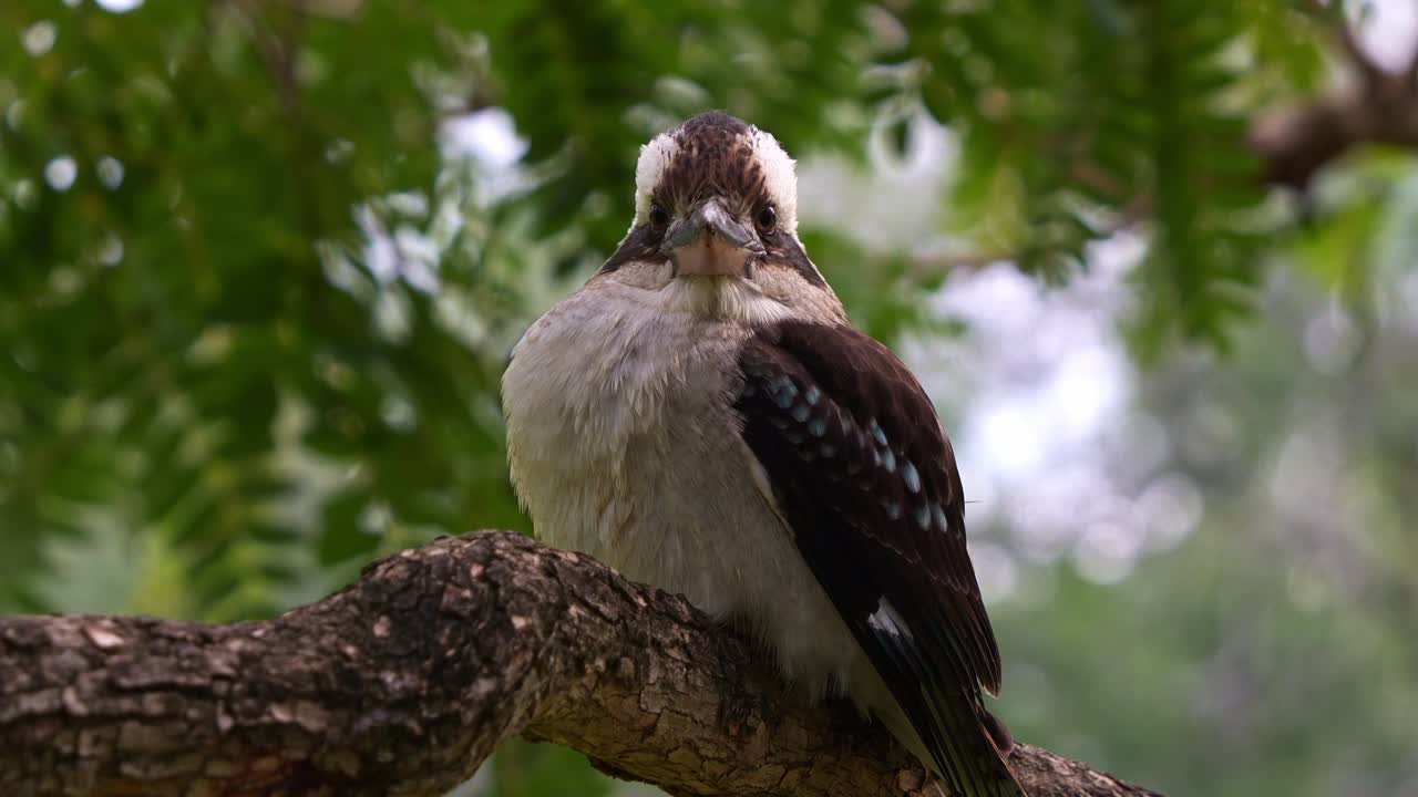 야생 웃는 쿠카부라, 다셀로 노바구이네 (dacelo novaeguineae) 는 나무 가지 위에 앉아, 바람이 불고 있는 날에 따뜻해지기 위해 털을 고, 자연 서식지에서 큰 소리를 내고 있습니다.