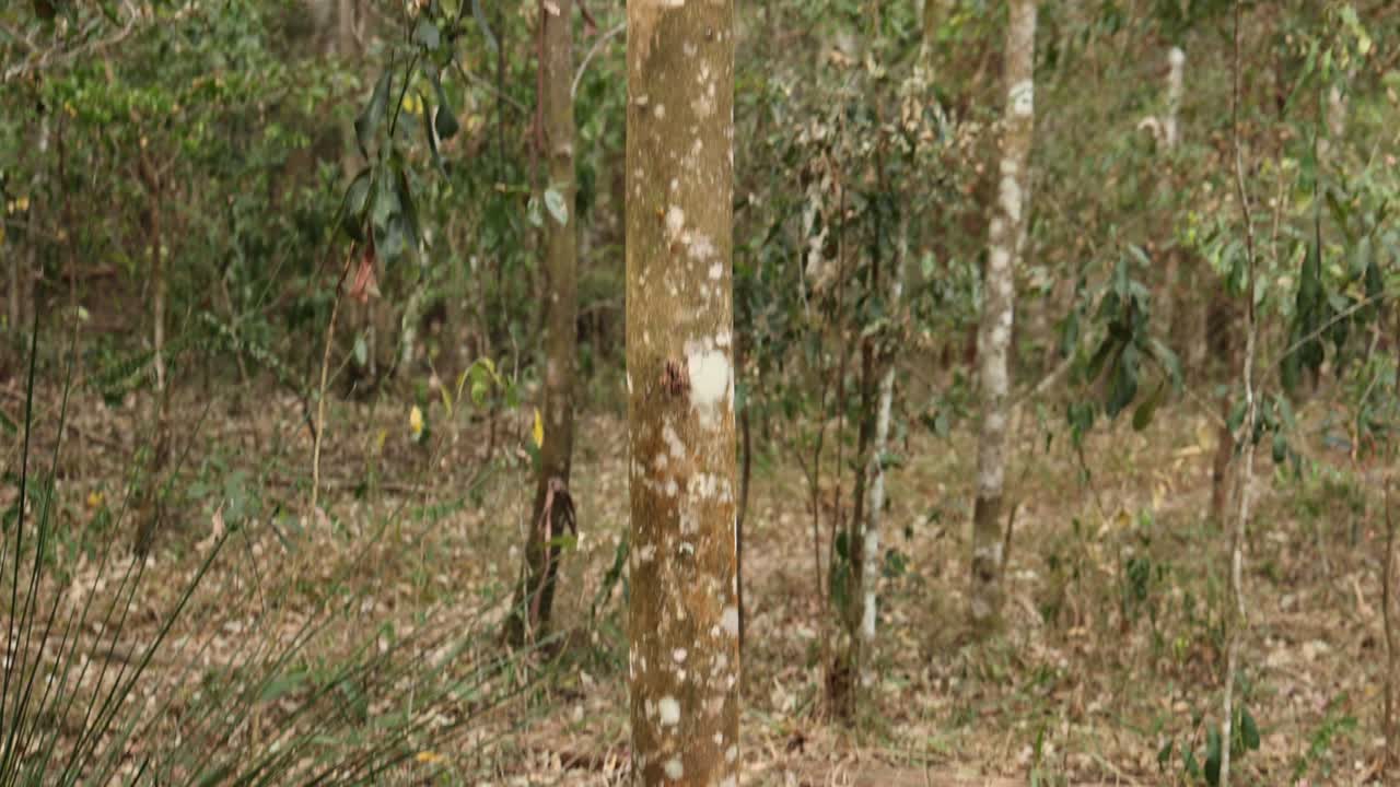 árboles y cielo vistos desde el suelo del bosque
