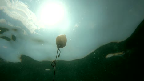 underwater view of protective floats on the rope on the beach in the water