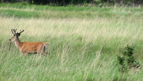 un ciervo pastando en un campo y saliendo