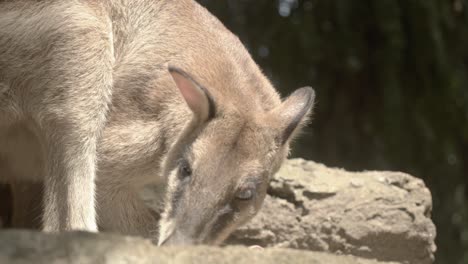 Moving-low-angle-shot-of-wallaby-looking-for-food