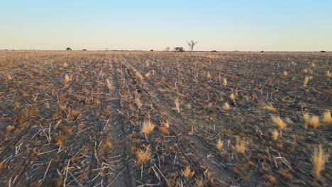 aerial over dry parched landscape with stalks sticking out of soil, san luis