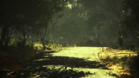 sunlight filters through dense trees on a quiet forest path at dawn