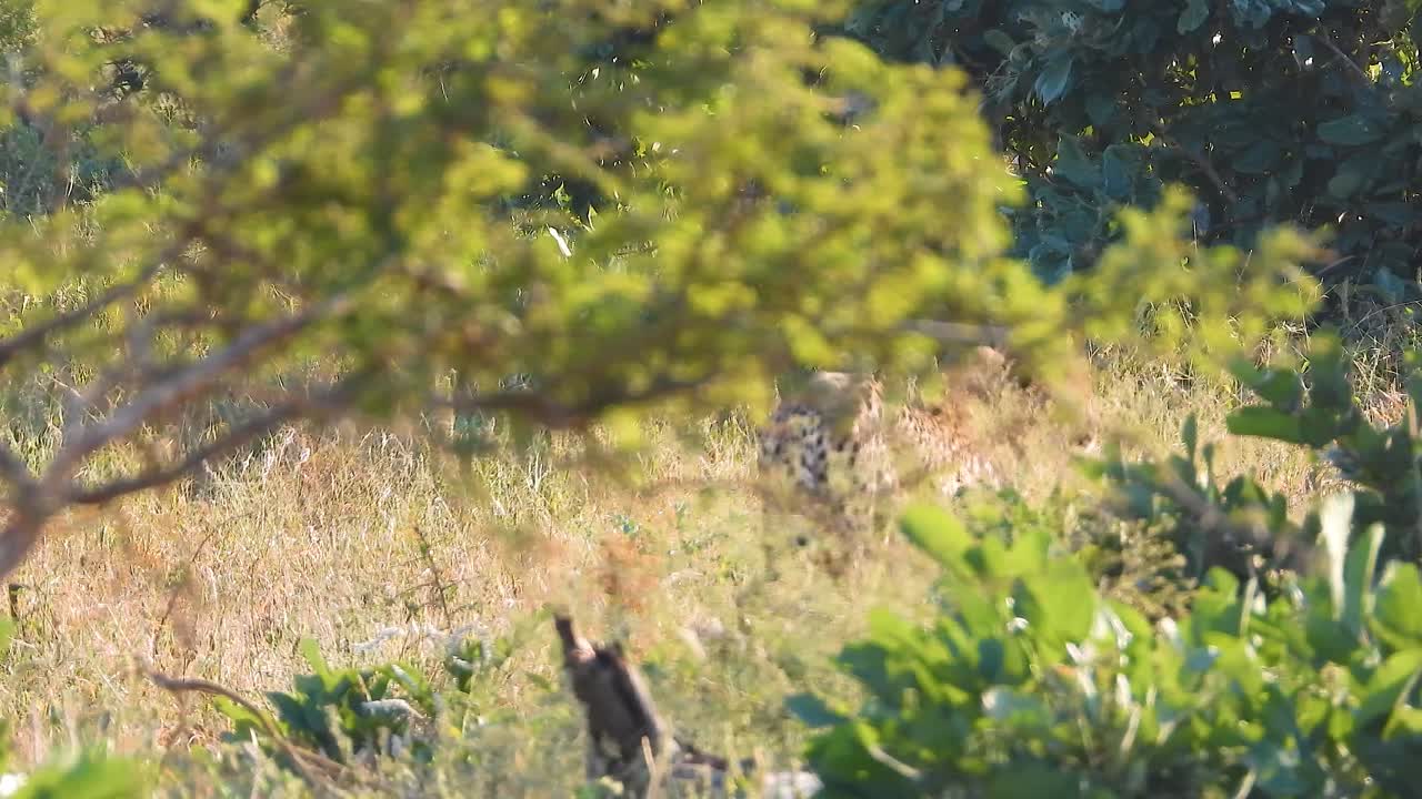 Lone cheetah walking camouflaged in the African savannah