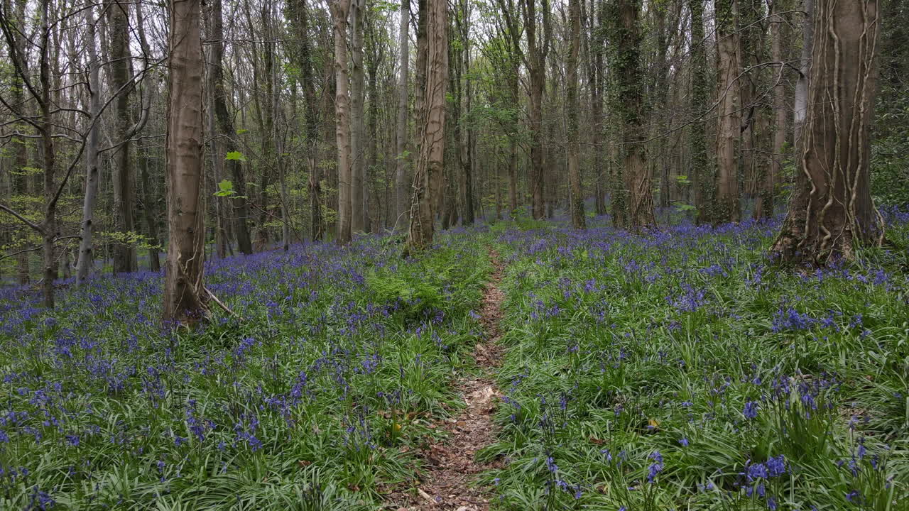 A fly through a forest in springtime over bluebells