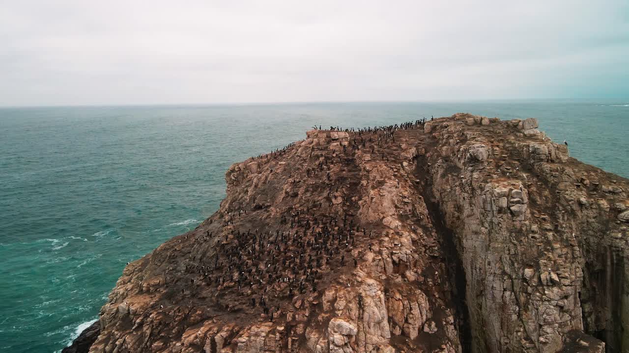 Detailed orbiting drone view of Piedra Blanca seabird colony, Algarrobo, Chile, Pacific Ocean with cormorants on textured rock formation