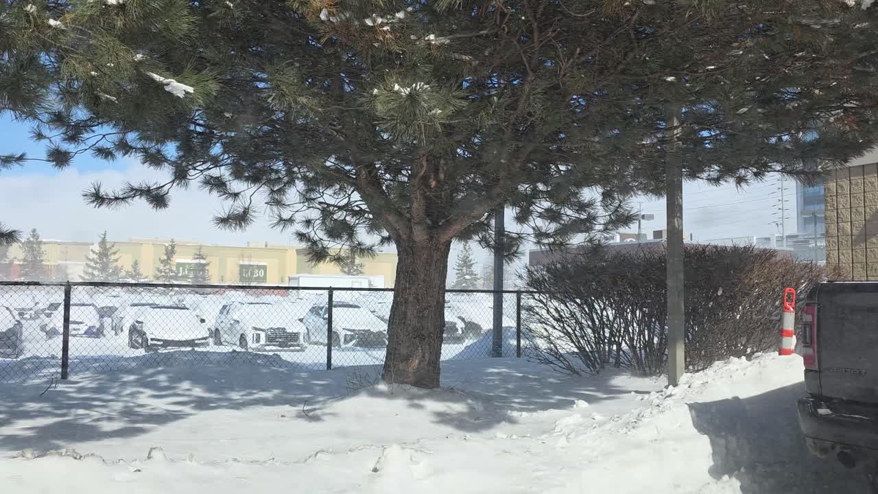 Winter park blowing heavy white snow across trees, blustering winter storm on sunny day, cars gather in parking lot