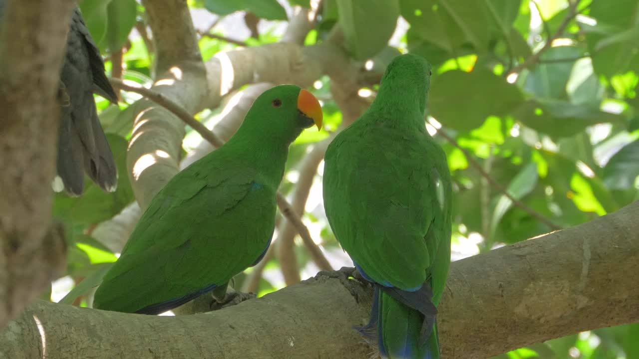 par de loros eclectus verdes posados en la rama de un árbol en australia - cerrar