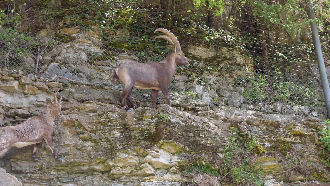 Hann-steinbukk med horn og hunn-alpe-steinbukk på bratt fjellvegg med gjerde