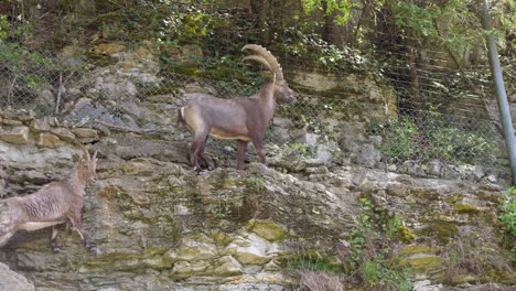 male capra ibex with horns and female alpine ibex on steep cliff wall with fence