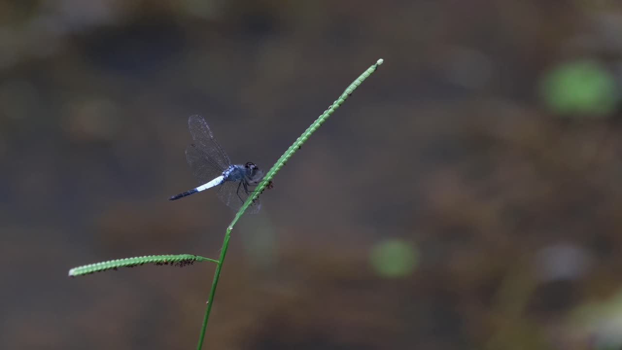 encaramado en una hoja que mueve su cuerpo y alas durante la tarde, ayudante de estanque, aethriamanta gracilis, tailandia