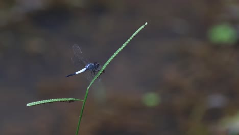 Perched-on-a-blade-moving-its-body-and-wings-during-the-afternoon,-Pond-Adjutant,-Aethriamanta-gracilis,-Thailand