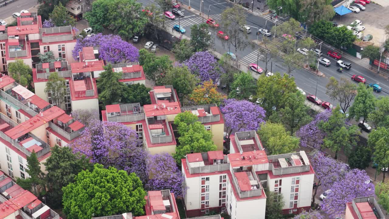 Drone view of spring jacaranda blooms in CDMX residential zones