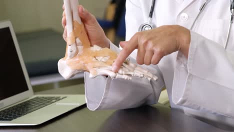 physiotherapist holding a skeleton feet model