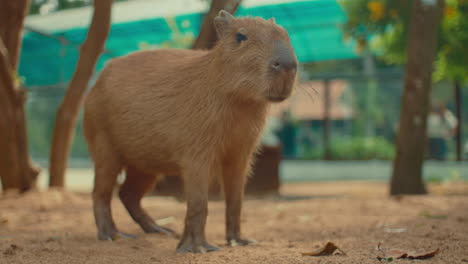 capybara in a zoo