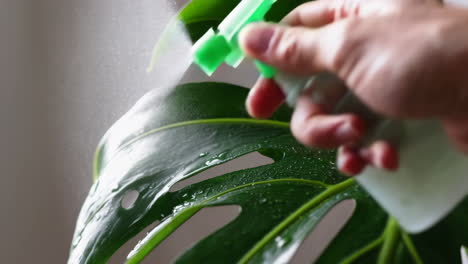 watering a monstera plant