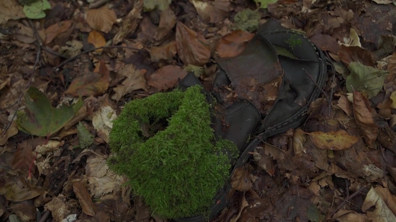 Alter Lederstiefel verrottet auf einem herbstlichen Waldboden. Verlorenes Schuhwerk, bedeckt mit üppigem grünem Moos zwischen braunen Herbstblättern.