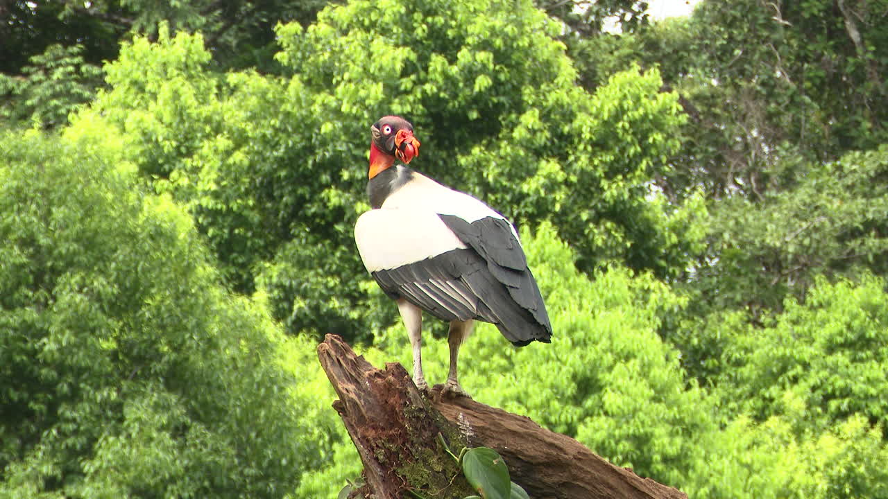 나무 그루터기에 자리 잡은 독수리 왕