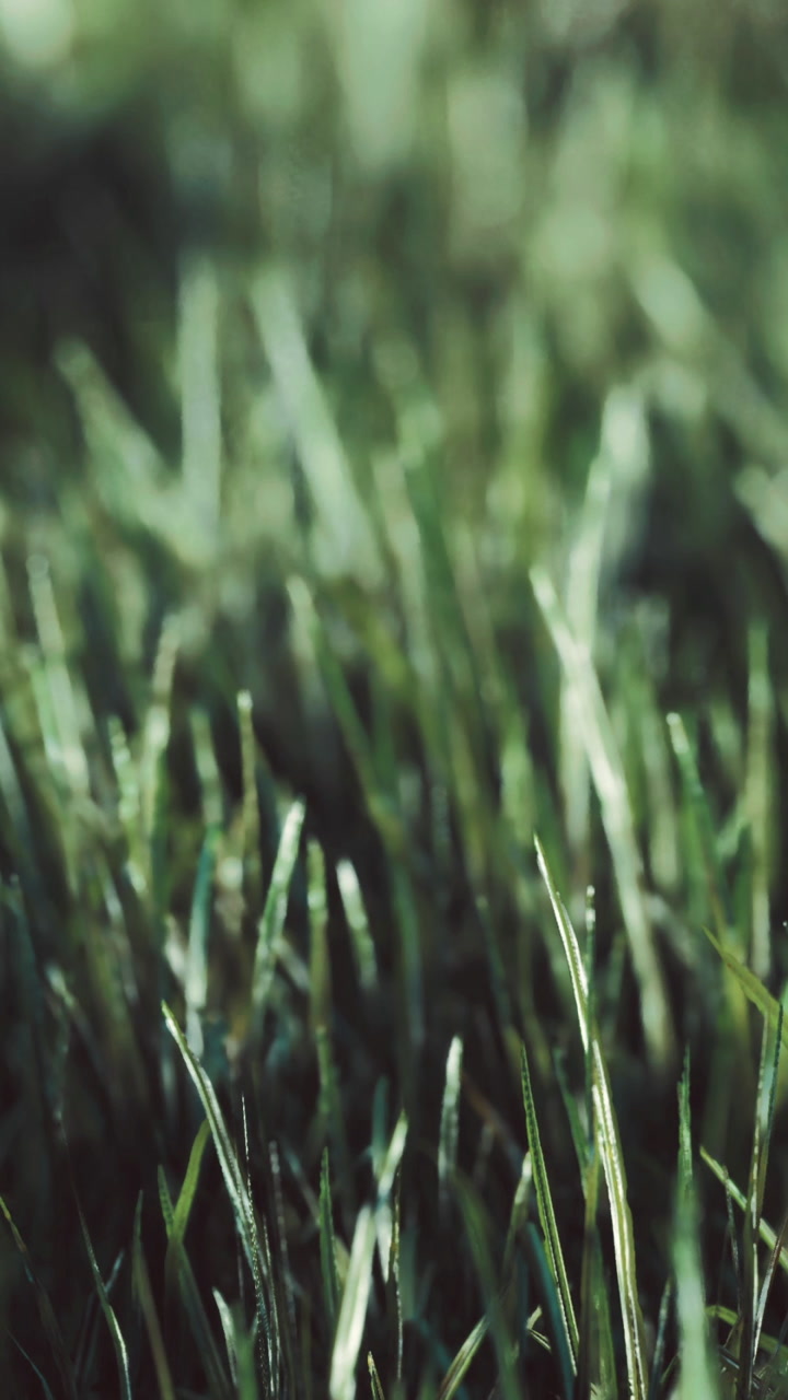 Glorious morning light dances on blades of grass in a serene garden setting