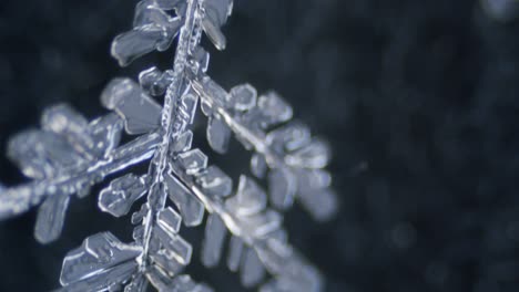 snowflake ice crystal stellar dendrite under microscope