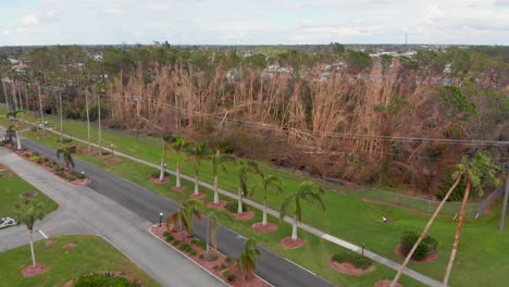 4k drone video of trees damaged by hurricane in florida - 33