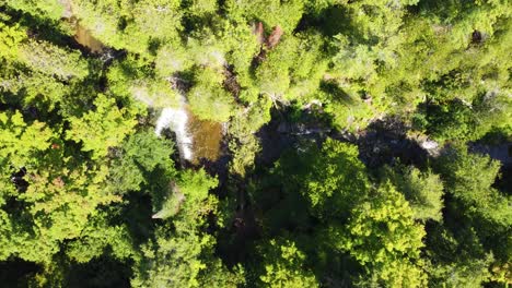 denso dosel de copa de árbol verde con arroyo de río de agua dulce en canada