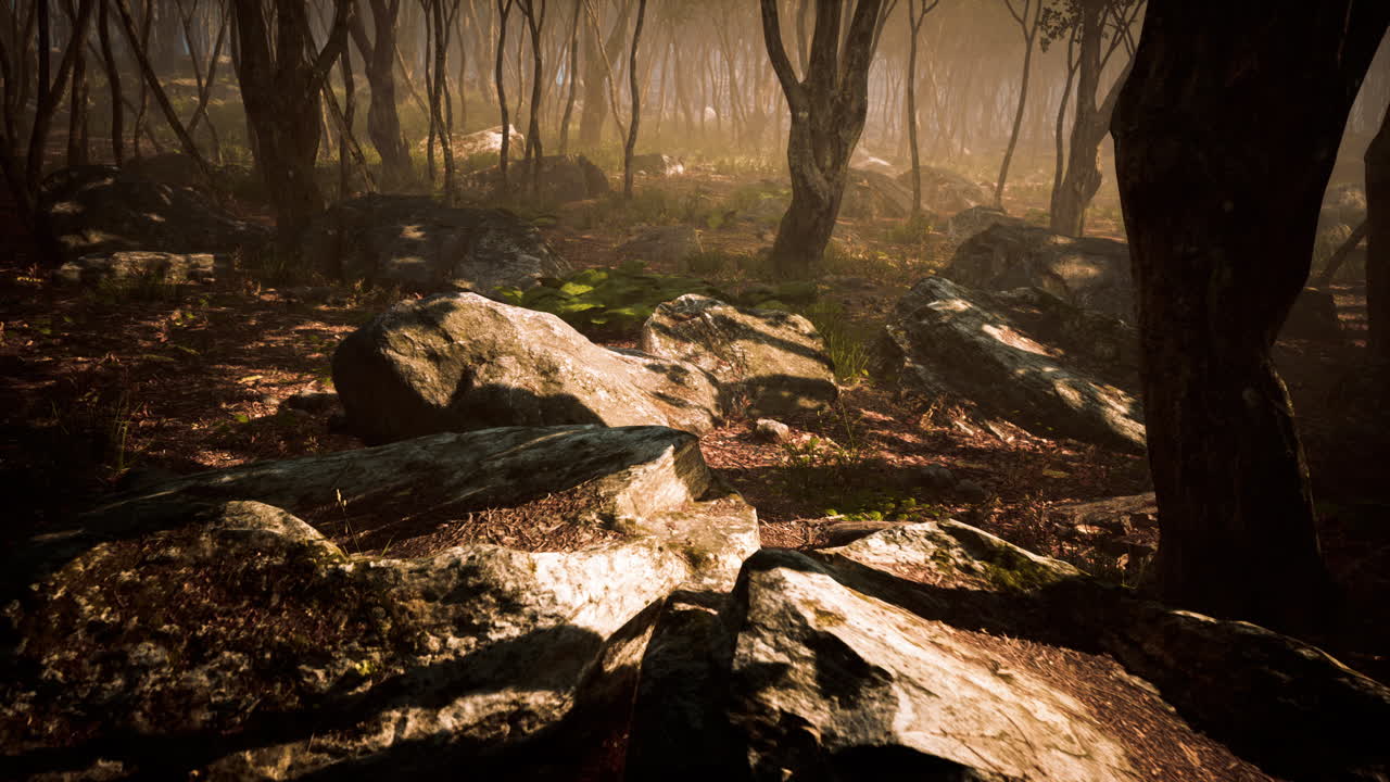 mágico paisaje de bosque oscuro de otoño con rayos de luz cálida