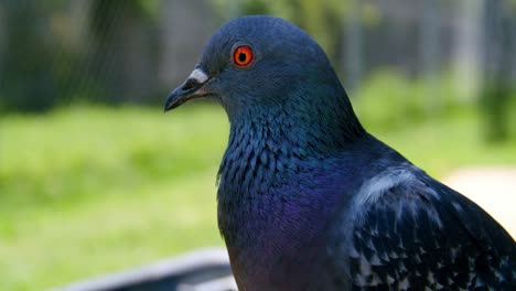 close up rock pigeon with bright red eyes