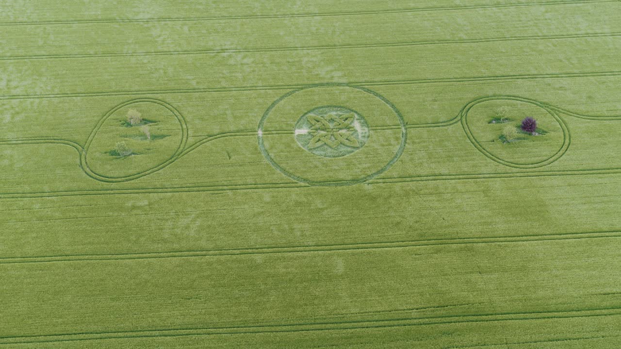 Aerial view above barley moving in the wind around Sutton Veny Celtic knot crop circle rings 2025