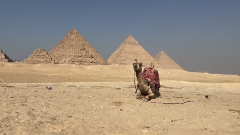 Camel-rests-in-front-of-the-Giza-Pyramids-in-Cairo,-Egypt-on-a-sunny-day