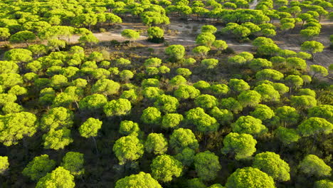 bosque de pino piñonero visto desde arriba