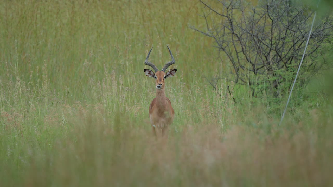 Impala in a grassy savanna