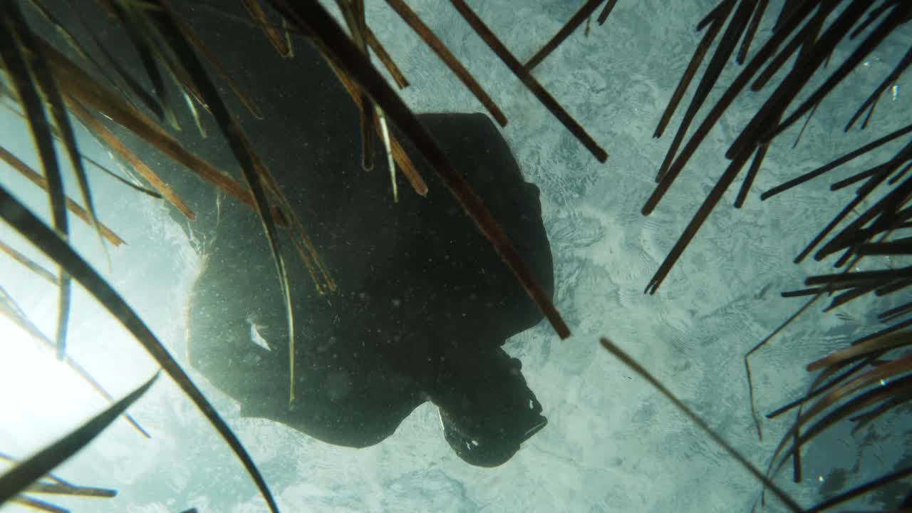 científico ciudadano que lleva a cabo investigaciones marinas flota sobre un ecosistema de hierbas marinas