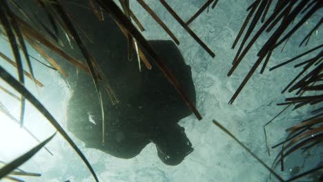 Citizen-scientist-conducting-marine-research-floats-above-a-seagrass-ecosystem