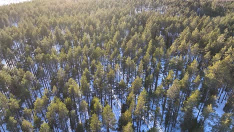 aerial footage over a forest and snow with bright sunlight