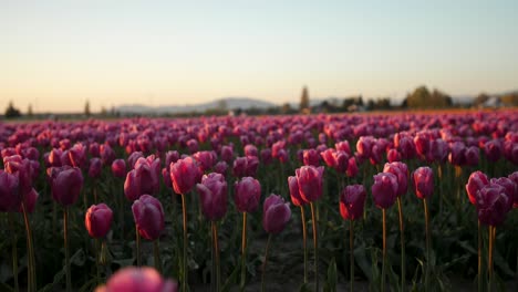 toma estática del campo de tulipanes rosas