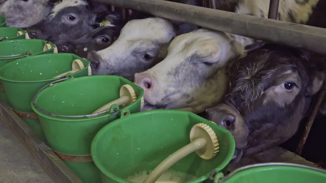 송아지는 고무 젖소 젖꼭지에서 우유를 마신다.