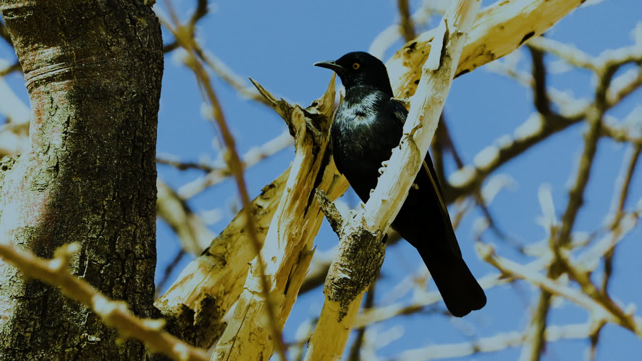 A pale-winged starling perches in the branches of a tree in Namibia that partially lacks bark. Blue sky in background.