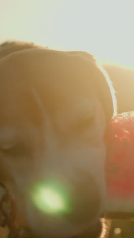 primer plano de un perro en una correa masticando felizmente una jugosa rebanada de sandía sostenida por un individuo, con la luz del sol iluminando la escena y destacando el contenido del perro