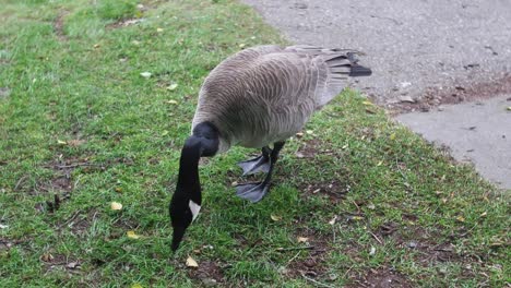 Black-goose-with-gray-beak-looking-for-food-on-the-grass