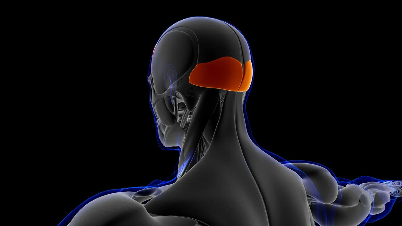 анатомия лобной мышцы для медицинской концепции цикла способной 3d иллюстрации