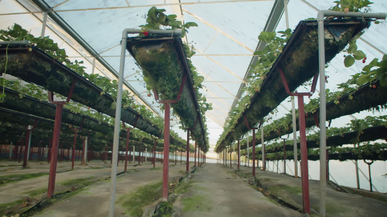 Rows of Strawberries in Greenhouse Farm