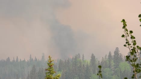 une épaisse fumée grise et d'énormes flammes surplombant le sommet des arbres de la forêt