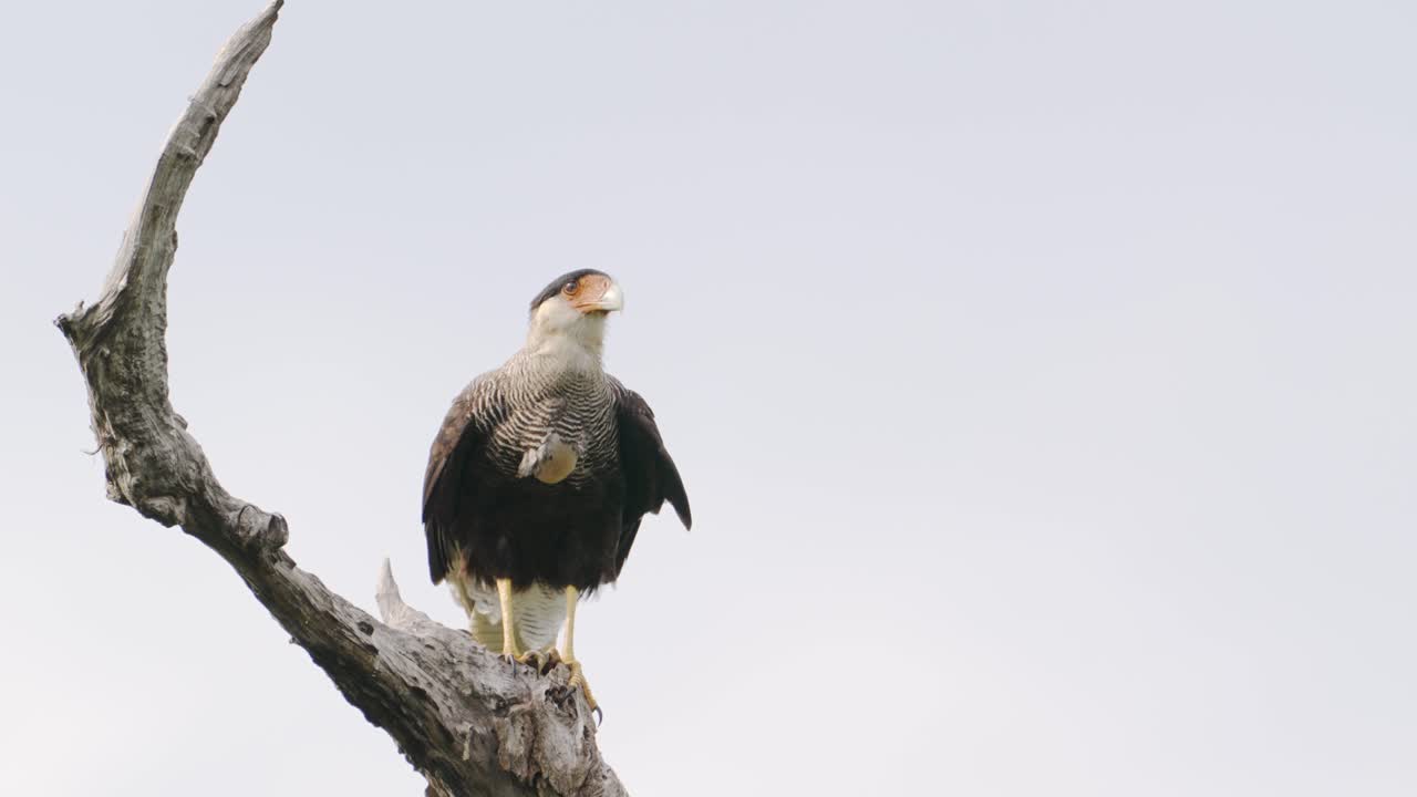 pájaro carroñero, caracara crestado, caracara plancus posado estacionario en la rama del árbol, digiere lentamente la comida durante el día en la región natural de los humedales de ibera, argentina, vida silvestre de cerca