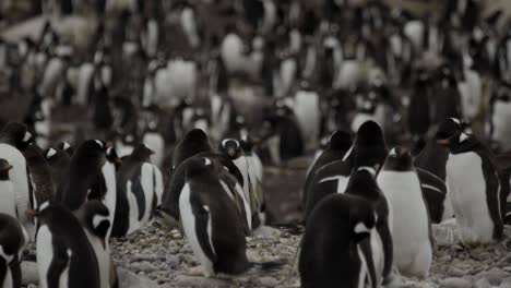 gentoo penguin colony in remote location in antarctica