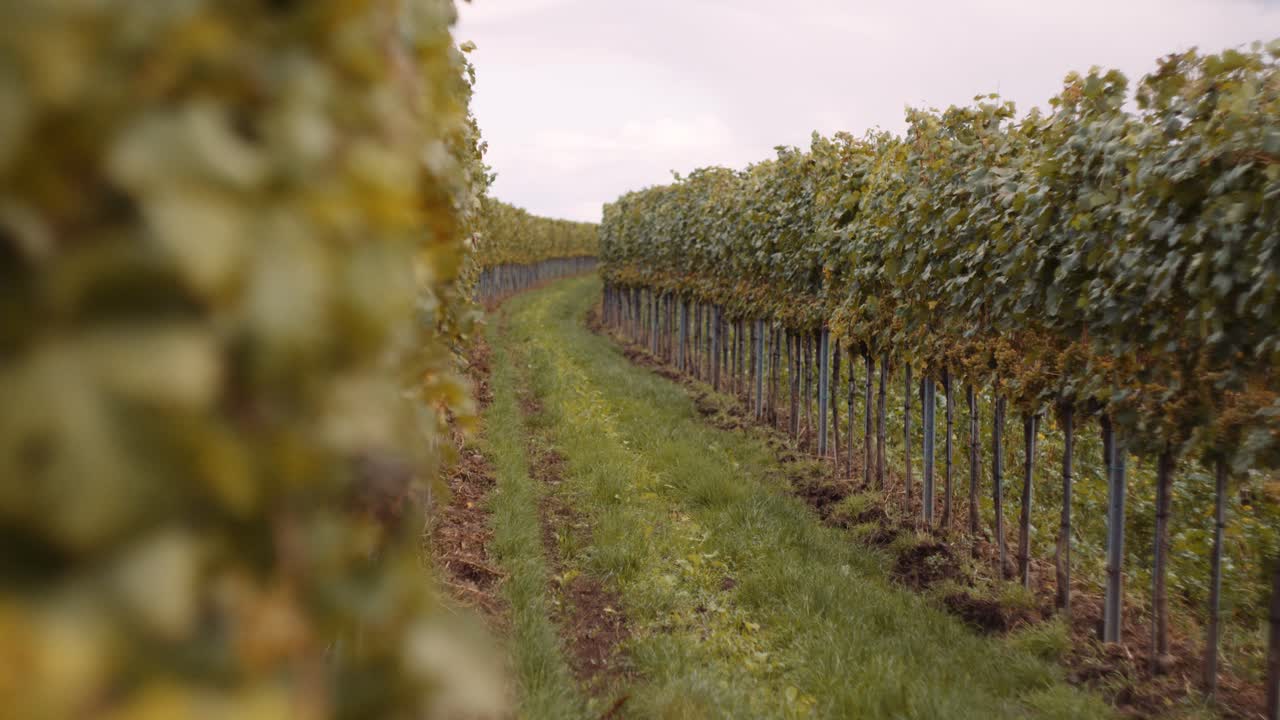 revelación lenta de hileras de viñedos en una granja vinícola