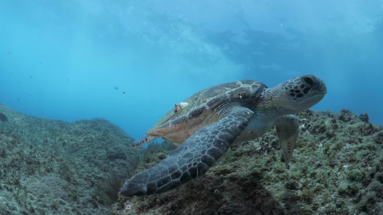 High resolution 4k footage of a Green Sea Turtle swimming above a reef in crystal clear tropical water captured in 50fps