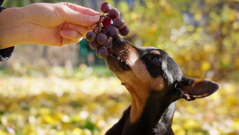 miniature pinscher eats grapes from the hands of a girl