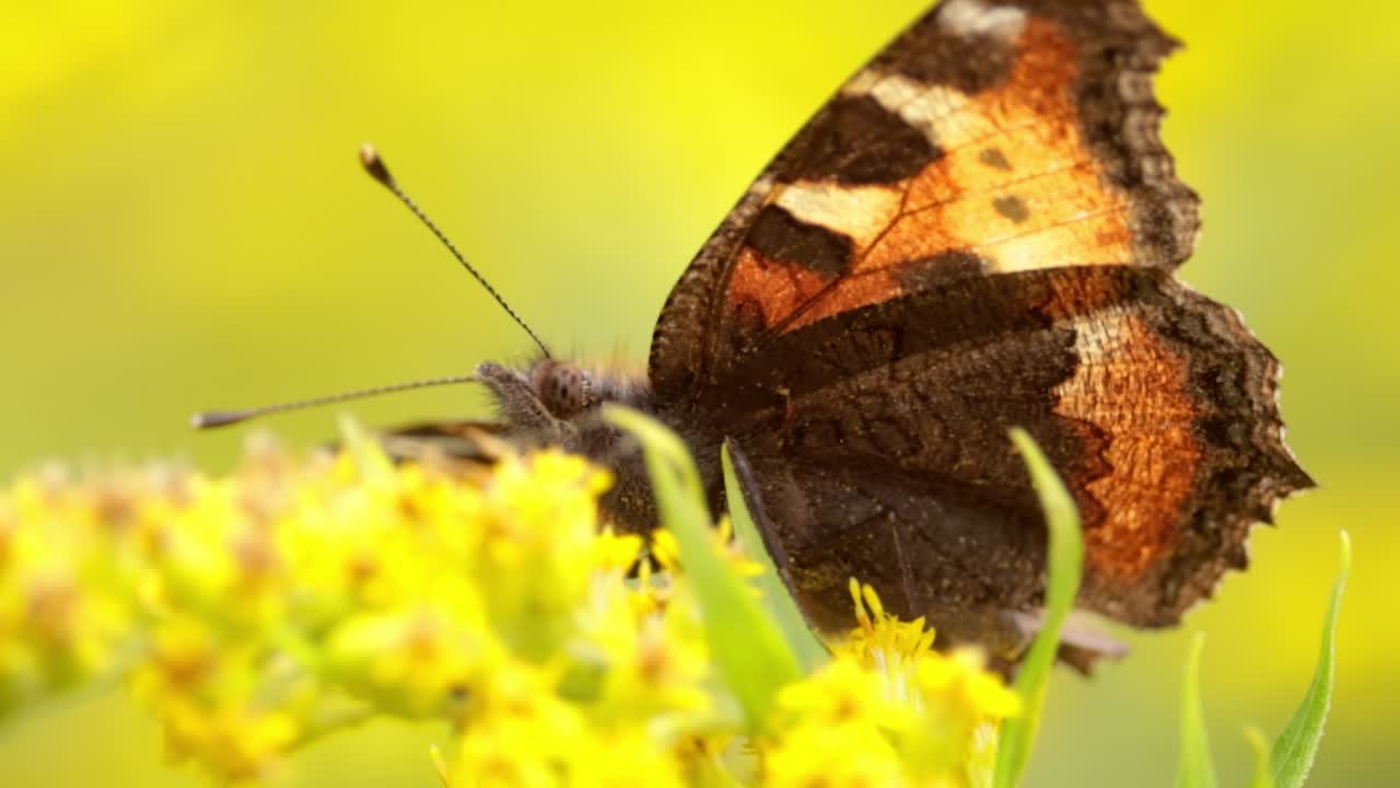 Small tortoiseshell butterfly (Aglais urticae, Nymphalis urticae) is a colourful Eurasian butterfly in the family Nymphalidae. It is a medium-sized butterfly that is mainly reddish orange.